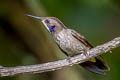 Brown Violetear Colibri delphinae