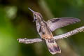 Brown Violetear Colibri delphinae