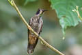 Brown Violetear Colibri delphinae