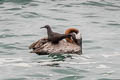 Brown Noddy Anous stolidus galapagensis