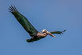 Brown Pelican Pelecanus occidentalis urinator