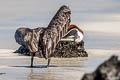 Brown Pelican Pelecanus occidentalis urinator