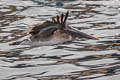 Brown Pelican Pelecanus occidentalis urinator