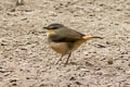 Buff-rumped Warbler Myiothlypis fulvicauda semicervina