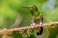 Buff-tailed Coronet Boissonneaua flavescens tinochlora