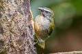 Buff-throated Saltator Saltator maximus maximus