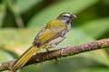 Buff-throated Saltator Saltator maximus maximus