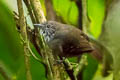 Checker-throated Stipplethroat Epinecrophylla fulviventris