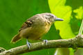 Checker-throated Stipplethroat Epinecrophylla fulviventris