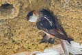 Chestnut-collared Swallow Petrochelidon rufocollaris aequatorialis