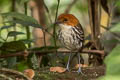 Chestnut-crowned Antpitta Grallaria ruficapilla ruficapilla