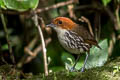 Chestnut-crowned Antpitta Grallaria ruficapilla ruficapilla