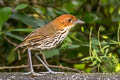 Chestnut-crowned Antpitta Grallaria ruficapilla albiloris