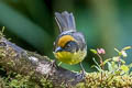 Choco Brushfinch Atlapetes crassus