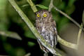 Choco Screech Owl Megascops centralis