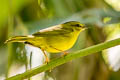 Choco Warbler Myiothlypis chlorophrys