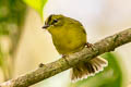 Choco Warbler Myiothlypis chlorophrys