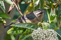 Cinereous Conebill Conirostrum cinereum fraseri