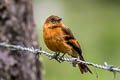 Cinnamon Flycatcher Pyrrhomyias cinnamomeus pyrrhopterus