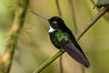 Collared Inca Coeligena torquata fulgidigula