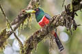 Collared Trogon Trogon collaris virginalis