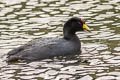 Common Gallinule Gallinula galeata pauxilla