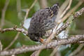 Common Cactus Finch Geospiza scandens intermedia 