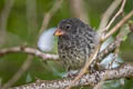 Common Cactus Finch Geospiza scandens intermedia 