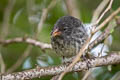 Common Cactus Finch Geospiza scandens intermedia 