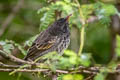 Common Cactus Finch Geospiza scandens intermedia 