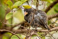 Common Cactus Finch Geospiza scandens intermedia 