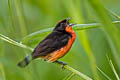 Crimson-breasted Finch Rhodospingus cruentus