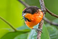 Crimson-breasted Finch Rhodospingus cruentus