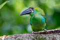 Crimson-rumped Toucanet Aulacorhynchus haematopygus sexnotatus