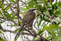 Dark-billed Cuckoo Coccyzus melacoryphus