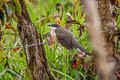 Dark-billed Cuckoo Coccyzus melacoryphus