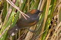 Dark-breasted Spinetail Synallaxis albigularis albigularis