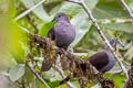 Dusky Pigeon Patagioenas goodsoni