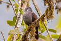 Dusky Pigeon Patagioenas goodsoni