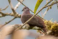 Dusky Pigeon Patagioenas goodsoni