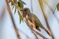 Dwarf Cuckoo Coccycua pumila