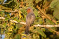 Dwarf Cuckoo Coccycua pumila