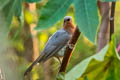 Dwarf Cuckoo Coccycua pumila