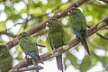 El Oro Parakeet Pyrrhura orcesi