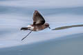 Elliot's Storm Petrel Oceanites gracilis galapagoensis (White-vented Storm Petrel)