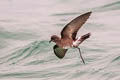 Elliot's Storm Petrel Oceanites gracilis galapagoensis (White-vented Storm Petrel)