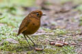 Equatorial Antpitta Grallaria saturata