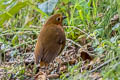 Equatorial Antpitta Grallaria saturata