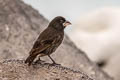 Espanola Cactus Finch Geospiza conirostris (Espanola Ground Finch)