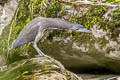 Fasciated Tiger Heron Tigrisoma fasciatum salmoni 